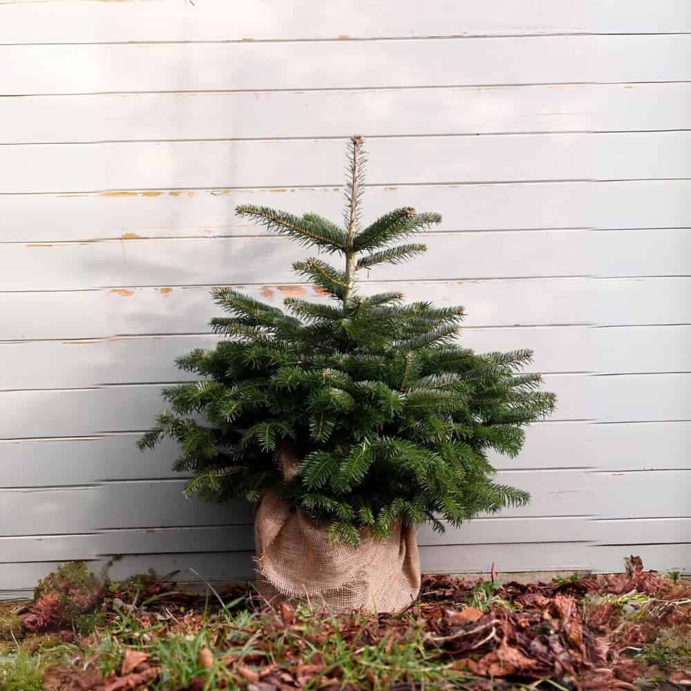 Pot Grown Nordmann Christmas Tree