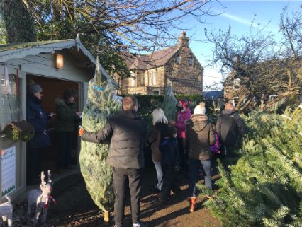 Christmas Trees at Brookleigh Farm, Menston