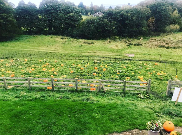 Brookleigh Farm, Menston - pumpkin patch